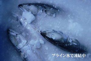 ブライン氷で凍結中