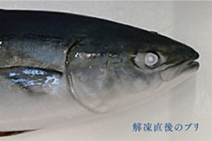 解凍直後のブリ